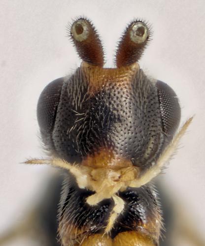 Orthocentrus sp.
